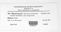 Elsinoe fawcettii image